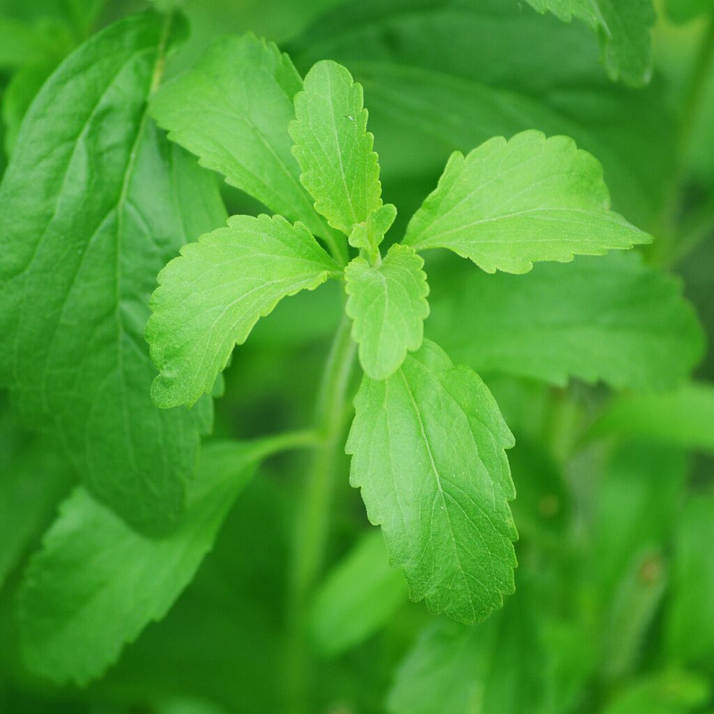 Frische Blätter der Stevia-Pflanze (Stevia rebaudiana)